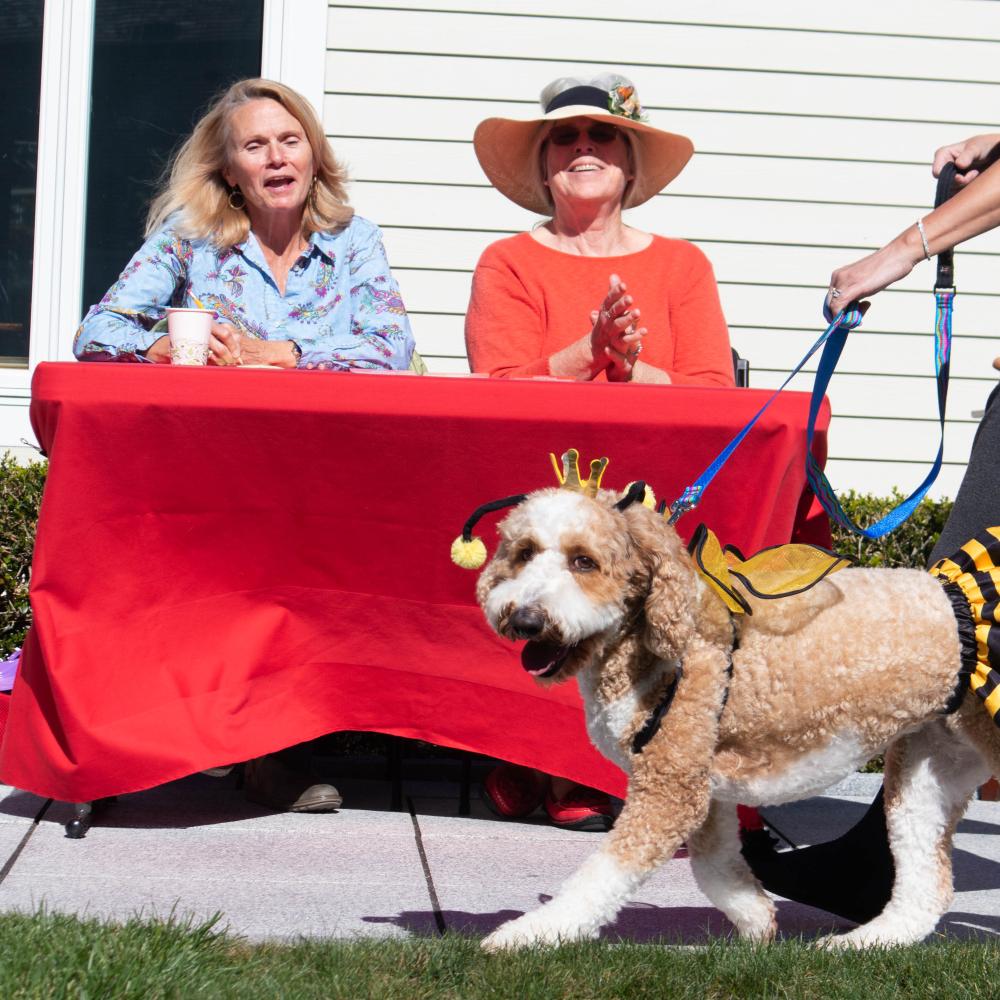 Maddie, dressed as a queen bee, took home the first place prize in the St. Gabriel’s Church dog costume contest in October. Photo by Sawyer Smook-Pollitt